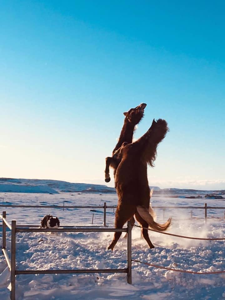 Skalinn Between Gullfoss And Geysir - Myrkholt Farm Haukadalur Exterior foto